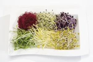 Beetroot Sprouts Drucke: Mixed sprouts: beetroot, garlic