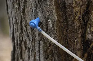 Maple Syrup Production Drucke: Modern plastic tap in a sugar maple