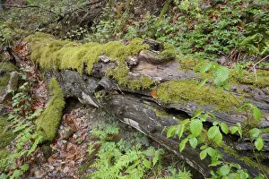 Moss Covered Forest Drucke: Modernizing tree trunk, tree trunk
