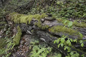 Overgrown With Moss Drucke: Modernizing tree trunk, tree trunk