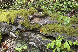 Overgrown With Moss Trees Drucke: Modernizing tree trunk, tree trunk
