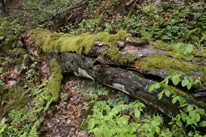 Moss Covered Landscape Drucke: Modernizing tree trunk, tree trunk