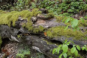Overgrown With Moss Trees Drucke: Modernizing tree trunk, tree trunk