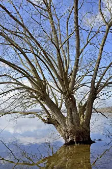 Blue Cloudy Sky Landscape Drucke: Mohnesee, deciduous tree on the shore