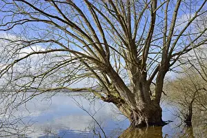 North Rhine Westphalia Scenery Drucke: Mohnesee, deciduous tree on the shore