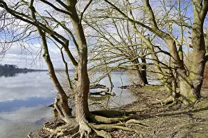 Environmentally Friendly Energy Source Drucke: Mohnesee, deciduous trees on the shore