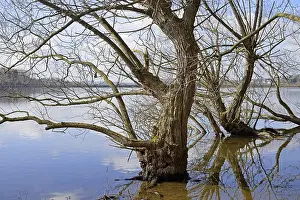 Ecofriendly Energy Source Germany Drucke: Mohnesee, deciduous trees on the shore