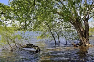 Deciduous Tree Waterfront Scene Drucke: Mohnesee, deciduous trees on the shore