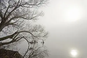 Renewable Energy Source Germany Drucke: Mohnesee, trees on the shore