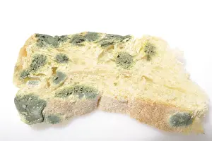 Moldy Bread Drucke: Moldy bread
