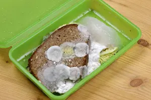 Indoor Still Life Photography Drucke: Moldy bread, snack in a box