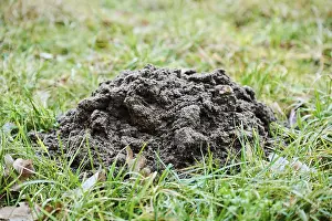 Upper Palatinate Landscape Drucke: Molehill on a meadow, Upper Palatinate