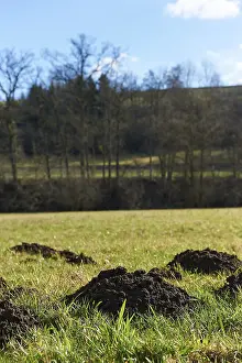 Southern Germany Outdoor Photography Drucke: Molehugel, Mole, Rosengarten
