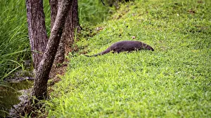 UNESCO World Heritage Site Animals Drucke: A mongoose in the grass next to trees in a quiet forest area