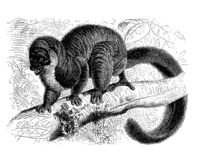 Historical Primate Illustrations Drucke: Mongoose lemur (Eulemur mongoz)