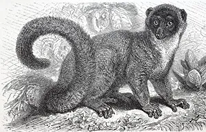 Old World Primates Drucke: Mongoose lemur (Lemur mongoz), half monkey