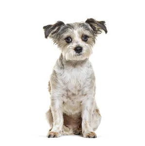 Plain Colored Background For Copy Space Drucke: Mongrel Dog, isolated on white
