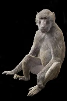 Natural Environment Wildlife Photo Drucke: Monkey on a black background