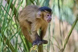 Wildlife Animal Drucke: Monkey climbs with interest over palm branches in an adventurous environment