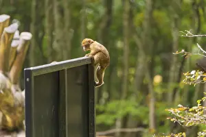 German Forest Landscape Photography Drucke: A monkey climbs on a sign in the forest