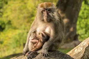 Mammalian Wildlife Images Drucke: A monkey with a cub sit on a stone in the park