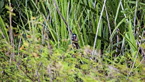 Tropical Rainforest Animal Drucke: A monkey is hiding in the dense