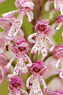 Natural Environment Detail View Drucke: Monkey Orchid Closeup