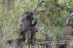 Drucke von Affe sitzt auf einem Baumstamm und kaut Gras, Seitenansicht. Chacma-Baboon im Krüger-Nationalpark in Südafrika. Safari in der Savanne Chacmapavian Drucke: Ein Affe sitzt auf einem Baumstamm und kaut Gras.