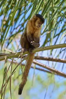 Capuchin Monkey Drucke: Monkey sitting high up on a thin branch