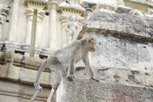 Indian Wildlife Photography Drucke: Monkey walking around on a stone wall in Hampi
