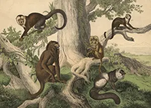 School Mural Reproduction Drucke: Monkeys and half-monkeys: red howler monkey