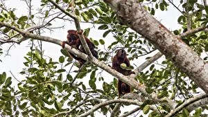 Drucke von Zwei Affen sitzen zusammen auf einem Ast, umgeben von dichter Vegetation im Dschungel: die venezolanischen Rotrüsscheller in der Amazonas-Region nahe Rurrenabaque in Bolivien (Alouatta seniculus) Brüllaffe Drucke: Zwei Affen sitzen zusammen auf einem Ast.