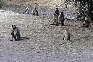 Asian Primate Drucke: Several monkeys sit together in a dry
