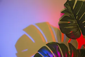 Panorama View Drucke: Two monstera leaves with shadow colored backdrop
