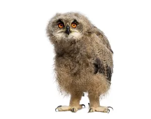 Cute Wildlife Photography Drucke: One month Eurasian Eagle-Owl chick