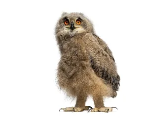 Nocturnal Wildlife Photography Drucke: One month Eurasian Eagle-Owl chick