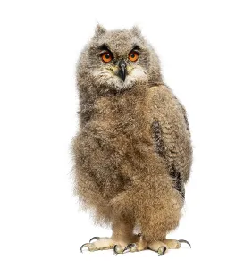Isolated On White Studio Environment Drucke: One month Eurasian Eagle-Owl chick