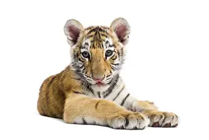 Bengal Tiger Cub Drucke: Two months old tiger cub lying against white background