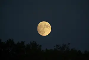 Full Moon Drucke: Moon