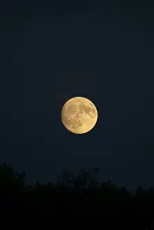 Full Moon Drucke: Moon