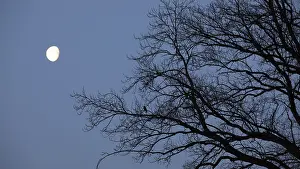 Deciduous Tree At Night Drucke: Full moon with branches of an old oak