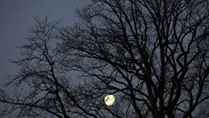 Deciduous Tree At Night Drucke: Full moon behind the branches of an old oak