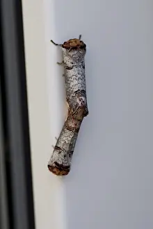 Lepidopteran Fauna Germany Drucke: Moon Moth (Phalera bucephala), moth