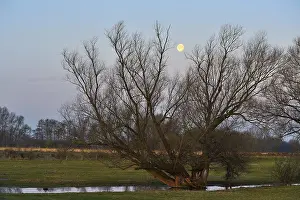 No People Outdoor Photo Germany Drucke: Full moon over an old tree, Wesel