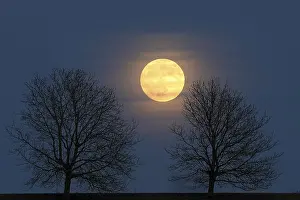Bavarian Evening Sky Drucke: Full moon behind a row of trees, St
