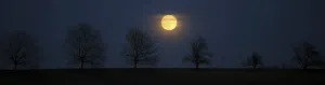 Southern Germany Panorama Shot Drucke: Full moon behind a row of trees, St