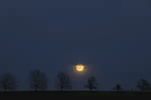 Upper Bavaria Evening Sky Drucke: Full moon behind a row of trees, St