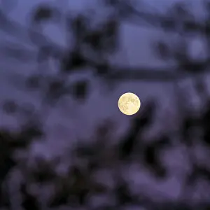 Full Moon Germany Drucke: Full moon shining through branches