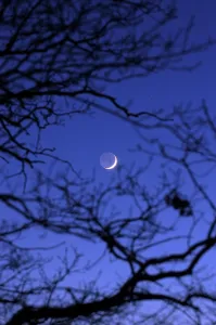 Nighttime Nature Photography Drucke: Moon shining through leafless branches