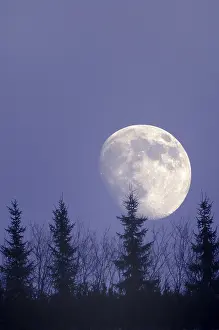 Deserted Night Scene Europe Drucke: Moon behind trees, Germany